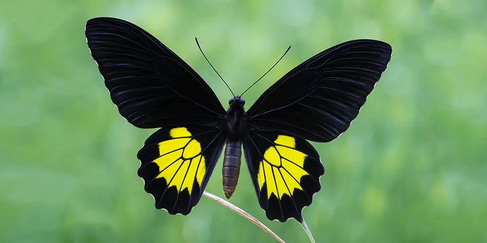 National Butterfly of Sri Lanka