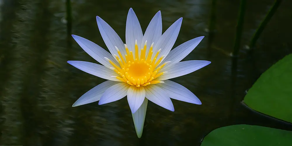 National Flower of Sri Lanka