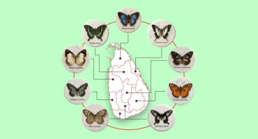 Provincial Butterflies of Sri Lanka