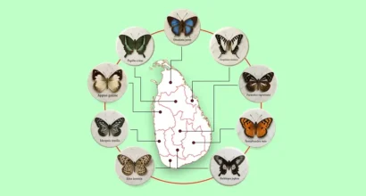 Provincial Butterflies of Sri Lanka