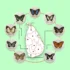 Provincial Butterflies of Sri Lanka