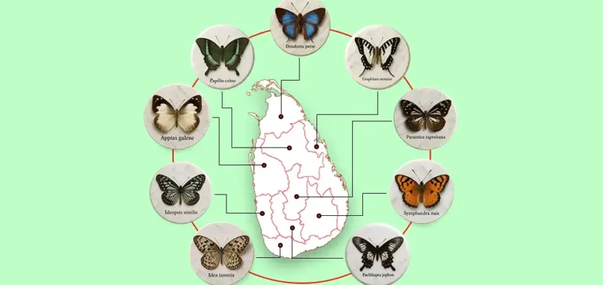 Provincial Butterflies of Sri Lanka