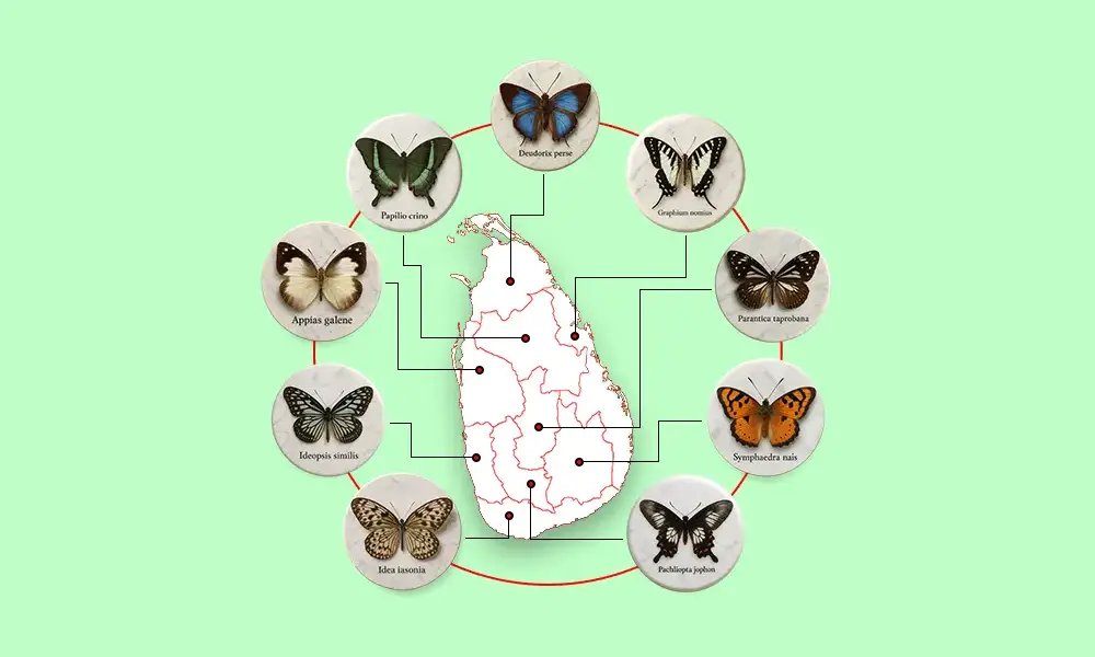 Provincial Butterflies of Sri Lanka