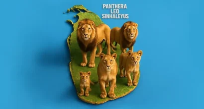 Lions in Sri Lanka