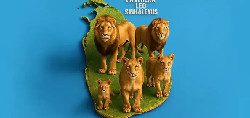 Lions in Sri Lanka