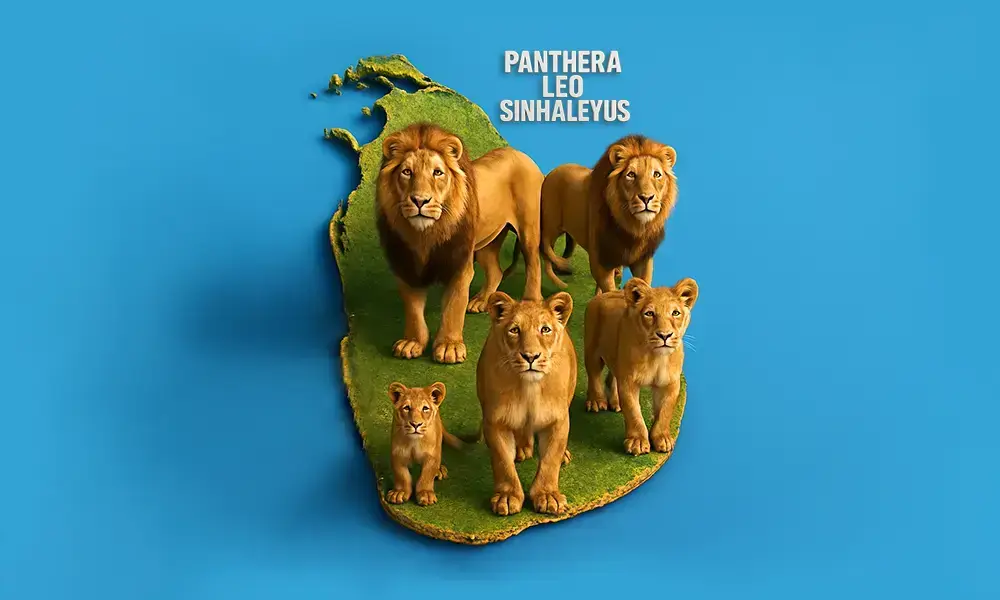 Lions in Sri Lanka